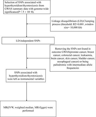 Causal associations of hyperthyroidism with prostate cancer, colon cancer, and leukemia: a Mendelian randomization study